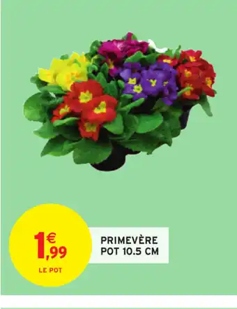 Intermarché Primevère Pot 10.5 cm offre