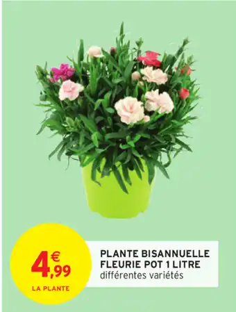 Intermarché Plante Bisannuelle offre