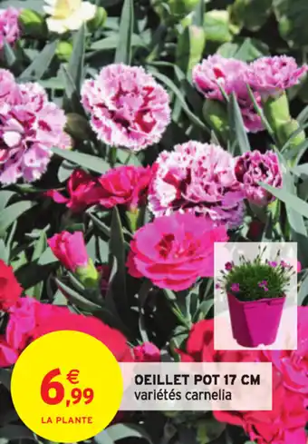 Intermarché Oeillet Pot 17 cm offre