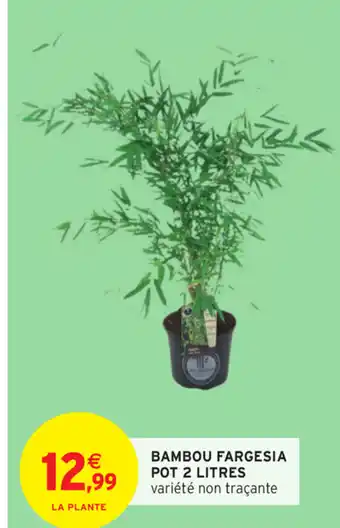Intermarché Bambou Fargesia pot 2 litres offre