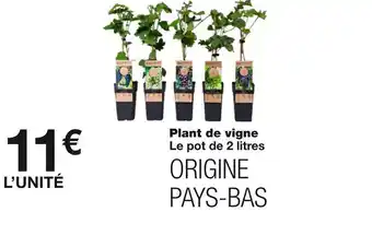Plant de vigne
