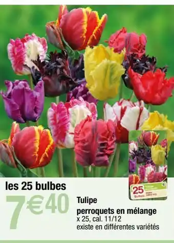 Bulbes