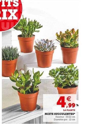Super U Mixte succulentes offre