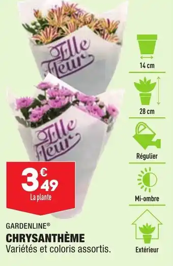 ALDI Chrysanthème offre