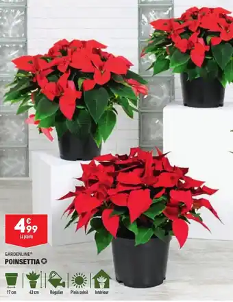 ALDI Poinsettia offre
