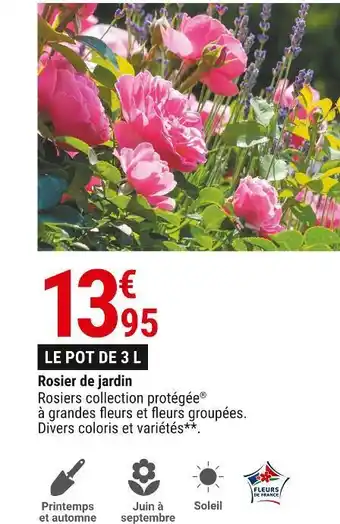Gamm vert Rosier de jardin offre