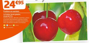 Fruitiers en variétés