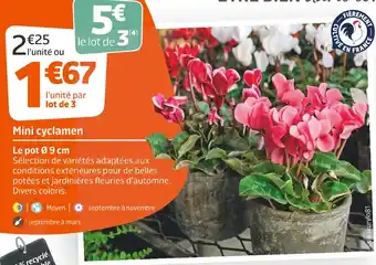 Mini cyclamen