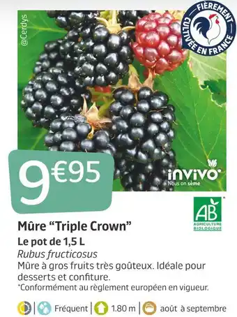Mûre “triple crown”