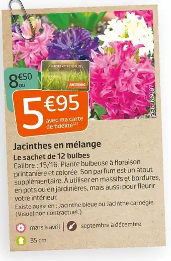 Jardiland Jacinthes en mélange offre