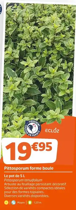 Pittosporum forme boule
