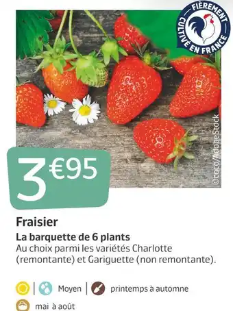Jardiland Fraisier la barquette de 6 plants offre