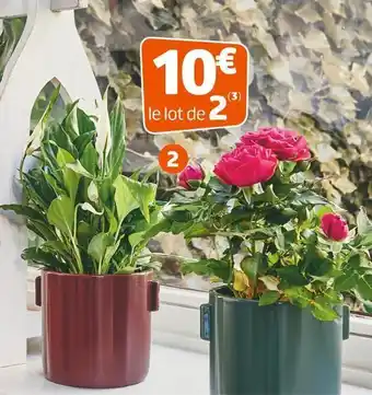 Jardiland Plante fleurie offre
