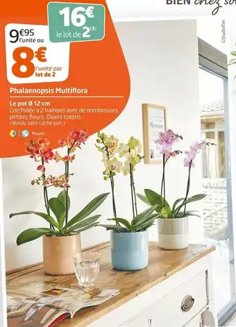 Jardiland Phalaenopsis multiflora offre