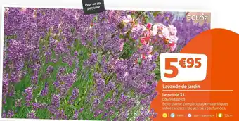 Jardiland Lavande de jardin offre