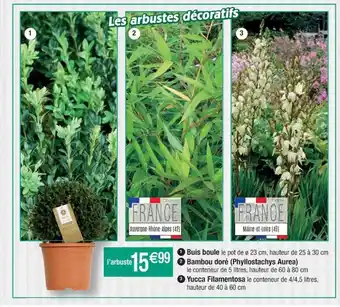 Cora x Carrefour Buis boule, bambou doré, yucca filamentosa offre