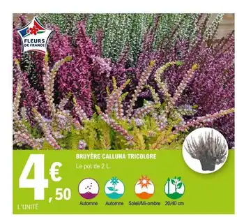 E.Leclerc Bruyère calluna tricolore offre