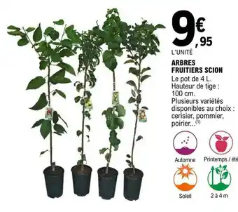 E.Leclerc Arbres fruitiers scion offre