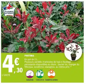 E.Leclerc Photinia offre