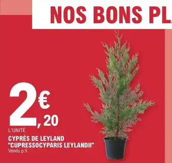 E.Leclerc Cyprès de leyland offre