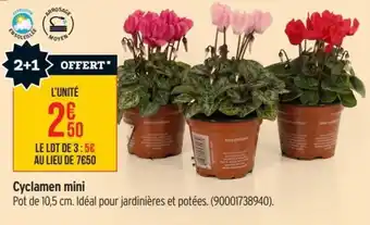 Cyclamen mini