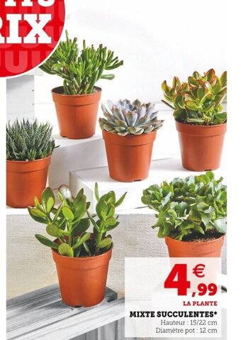 Super U Mixte Succulentes offre