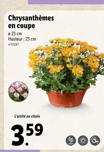 Lidl Chrysanthèmes En Coupe offre
