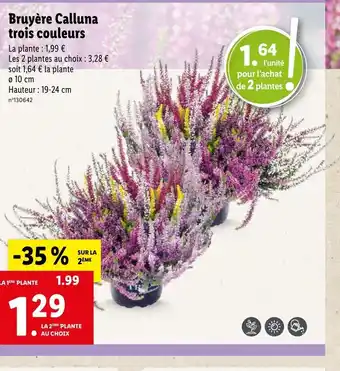 Lidl Bruyère Calluna Trois Couleurs offre