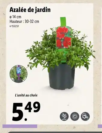 Lidl Azalée de Jardin offre