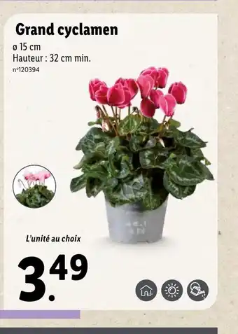 Lidl Grand Cyclamen offre