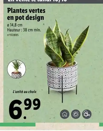Lidl Plantes Vertes En Pot Design offre