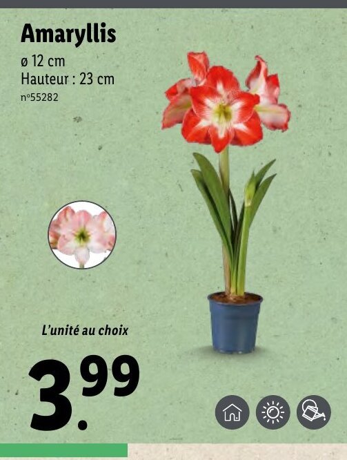 Promo Amaryllis chez Lidl