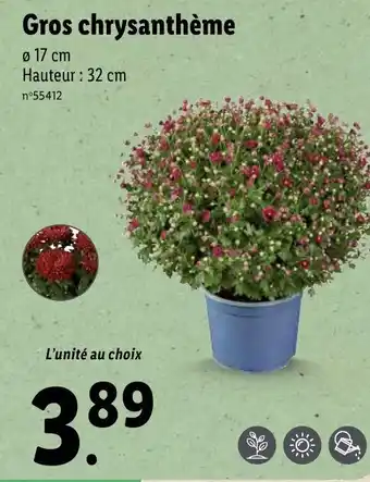 Lidl Gros Chrysanthème offre