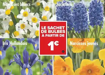 Carrefour Bulbes offre
