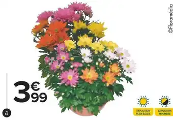 Carrefour Coupe de chrysanthème carnaval offre