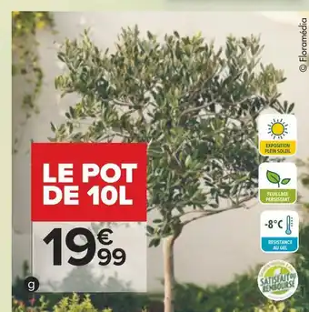 Carrefour Olivier tige offre