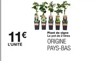 Monoprix Plants de vigne offre