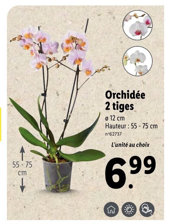 Promo Orchidée 2 Tiges chez Lidl