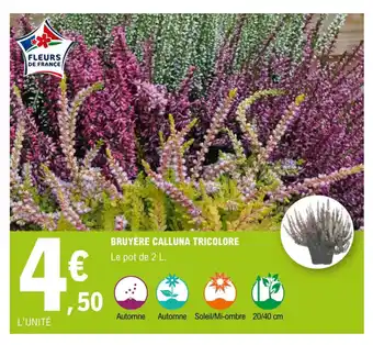 E.Leclerc Bruyere Calluna Trocolore offre