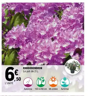 E.Leclerc Rhododendron offre