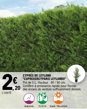 E.Leclerc Cyprès de leyland "cupressocyparis leylandii" offre