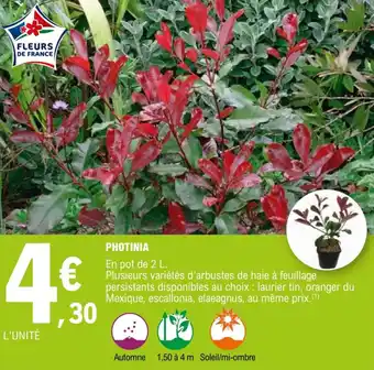 E.Leclerc Photinia offre