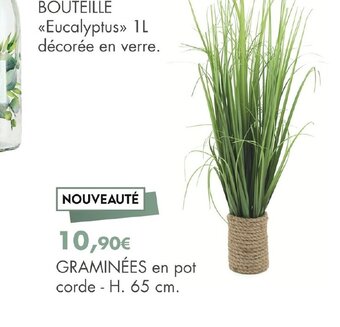 E.Leclerc Graminées En Pot offre