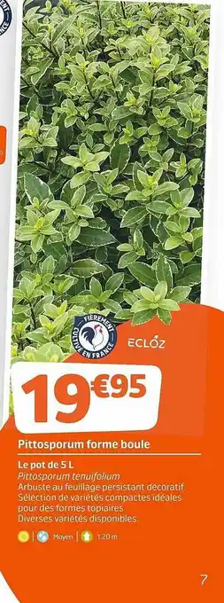 Jardiland Pittosporum forme boule ecloz offre