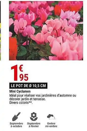 Gamm vert Mini cyclamen offre