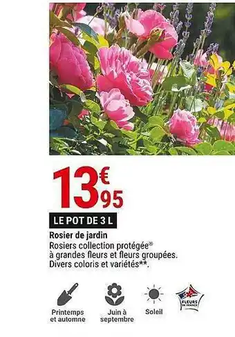 Gamm vert Rosier de jardin offre
