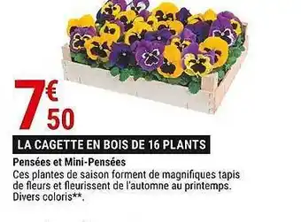Gamm vert Pensées et mini-pensées offre