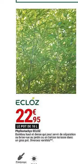 Gamm vert Phyllostachys ecloz offre