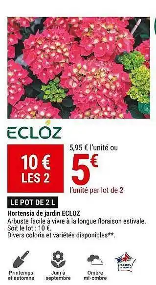 Gamm vert Hortensia de jardin ecloz offre