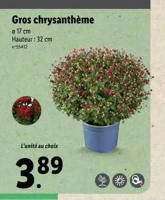 Lidl Gros chrysanthème offre